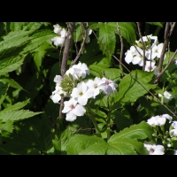 Clematis Alpina (fam. Renonculacees) (12)